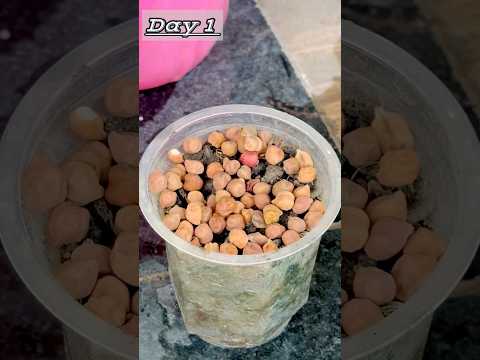 Chickpeas Timelapse 🌱||#garden #plants #gardening #microgreens #shorts #new #trending