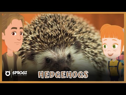 Hedgehogs Videos For Kids | Fun Hedgehog Facts For Toddlers & Children To Learn In Nursery | Sprogz