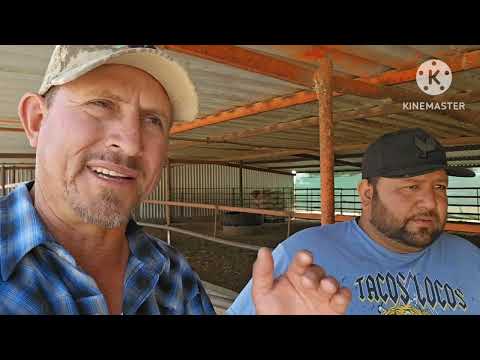 Cattle prices continue to rise