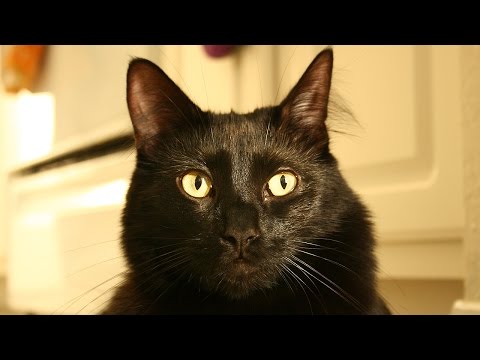 Would You Adopt a Black Cat?