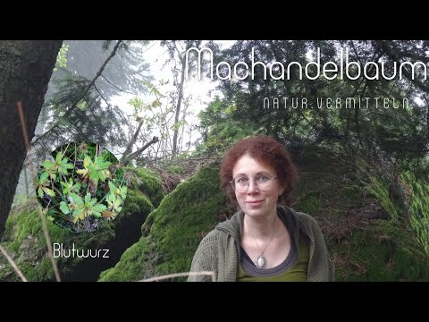 Blutwurz - Kräuterwissen von Machandelbaum