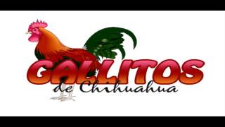Te Amo Tanto - Los Gallitos De Chihuahua 2013-2014