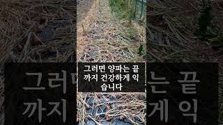 좋은농사는 작물을 억지로 키우지 않는다[이장집 에너지 농법] #farming