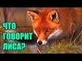 Ylvis - The Fox ("Что говорит лиса?" russian cover by Boloria ...
