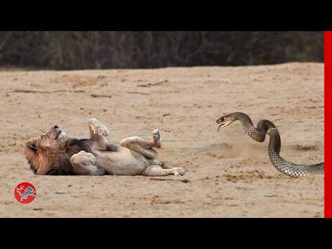 Proud Lion vs Black Mamba bite... Dead in seconds!