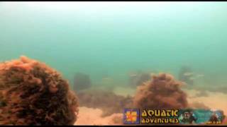 preview picture of video 'Scuba Diving - Dromana Pier'