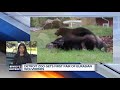 Detroit Zoo Welcomes New Baby Wolverines From Sweden