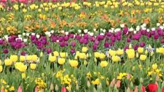 君がいるだけで - 米米CLUB（フル）