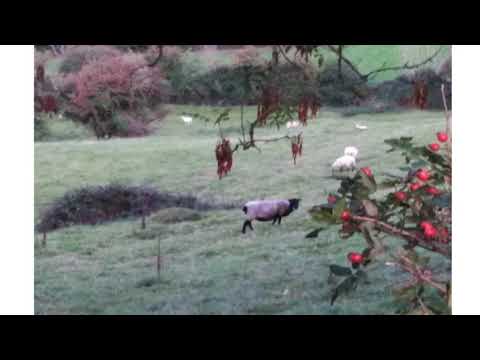 Daily Prayers Saturday 3rd October 2020