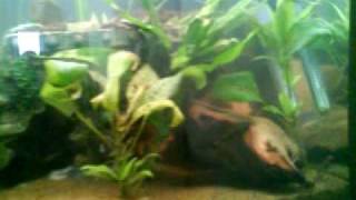 Download lagu 200 Ltr Fluval Roma Tank mp3