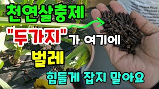 천연살충제 벌레퇴치 힘들게 잡지 말고 간단히 뿌려주면 땅이 거름지고 농약이 필요 없고 사람과 동물, 벌도 안…