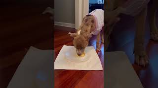 Video preview image #1 Mutt Puppy For Sale in Rockville, MD, USA