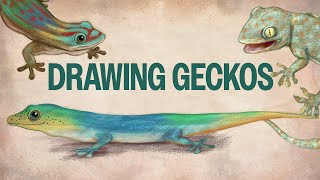 Gecko drawing exercises for nature inspiration