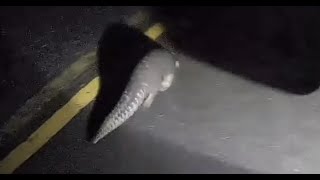 穿山甲小朋友,馬路很危險不要逗留