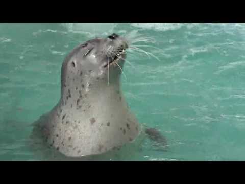 ¿Qué hay en el acuario más septentrional de Japón? [Acuario Corriente Fría de Noshappu]