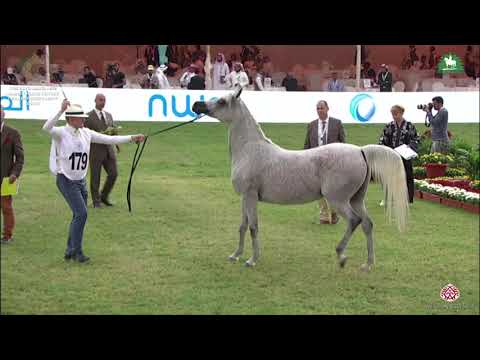 N 179 ANOUD AL JALAWIYAH   KAAHC 2019   Mares 7 9 Years Old Class 5A