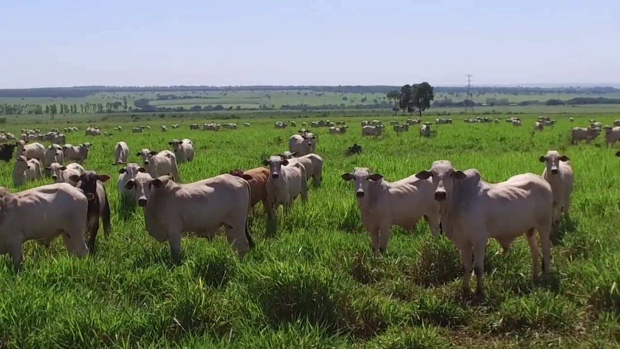 Aumento de produtividade com o Sistema São Matheus - Integração Lavoura e Pecuária
