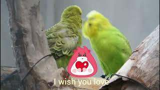 I Wish You Love, song by Dionne Warwick #budgerigarbird  #budgies