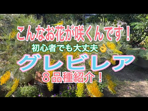 園芸 ビターオレンジ、ブーケティエ、ビターオレンジ