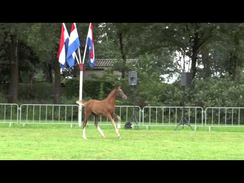 Van der Linden Horseproductions; Centrale Keuring 323 (Charmeur x Don Schufro)