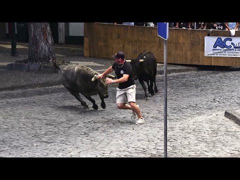 Sanjoaninas 2025 - Espera De Gado (Tradicional Largada Com 6 Touros) - Ganadaria ER - Ilha Terceira