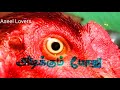 Sampa Sampala Mass WhatsApp Status In Tamil Subscribe Like To All