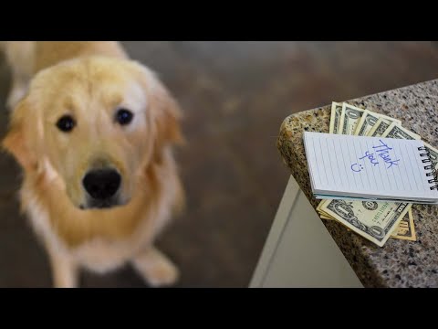 YouTube video about: How much to tip dog walker?