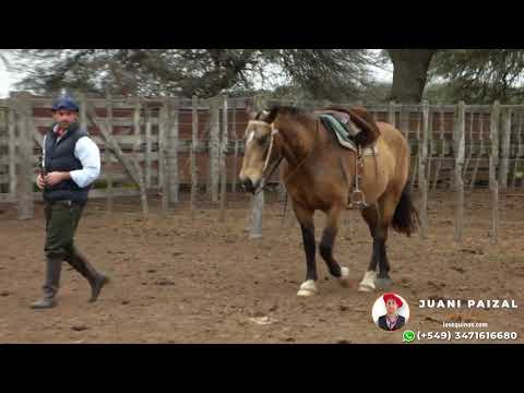 Caballo bayo encerado  muy manso y nuevo 💸$4.000.000 - LOSEQUINOS.COM