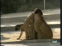 Bullmastiff - BULLMASTIFF