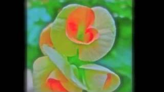 Download lagu aa neele gagan tale .. lata mangeshkar & hemant kumar..film badshah mp3