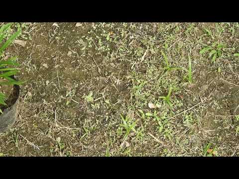 1 Avispa caza arañas del género Entypus llevando una Araña  Lycosa erythrognatha RNUO SF