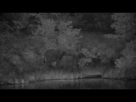 Djuma: Hippo a bit active-maybe due to Elephants at the dam? - 01:45 - 03/19/2023