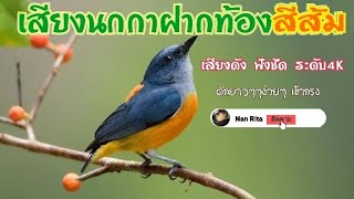 Download lagu นกกาฝากท้องสีส้ม ดักยาวๆๆๆๆ mp3