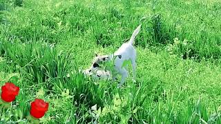 Download lagu Baby Girl Is Being Raised By Six German Shepherds | The Dodos, OWV mp3 Download lagu Baby Girl Is Being Raised By Six German Shepherds | The Dodos, OWV mp3