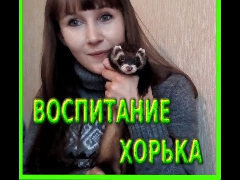 Воспитание хорька!Как отучить хорька кусаться!?#воспитаниехорька#