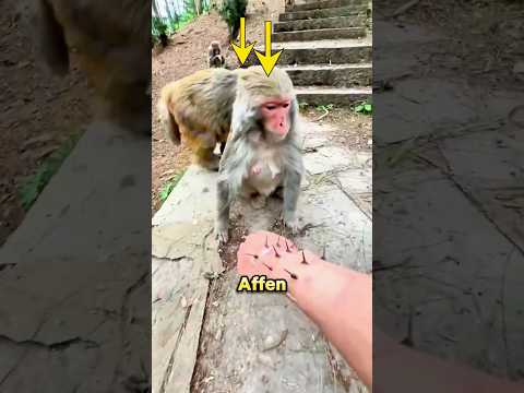 Er klaut die Belohnung des hilfsbereiten Affen 🐒🙊