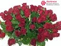 Корзина красных роз. Красные розы Челябинск 
