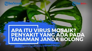 Apa Itu Virus Mosaik? Penyakit yang ada pada Tanaman Janda Bolong