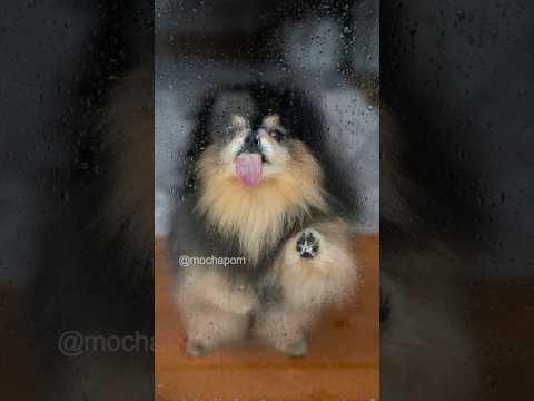 Autumn themed photoshoot with my dog 🍂 #shorts #dog #pomeranian