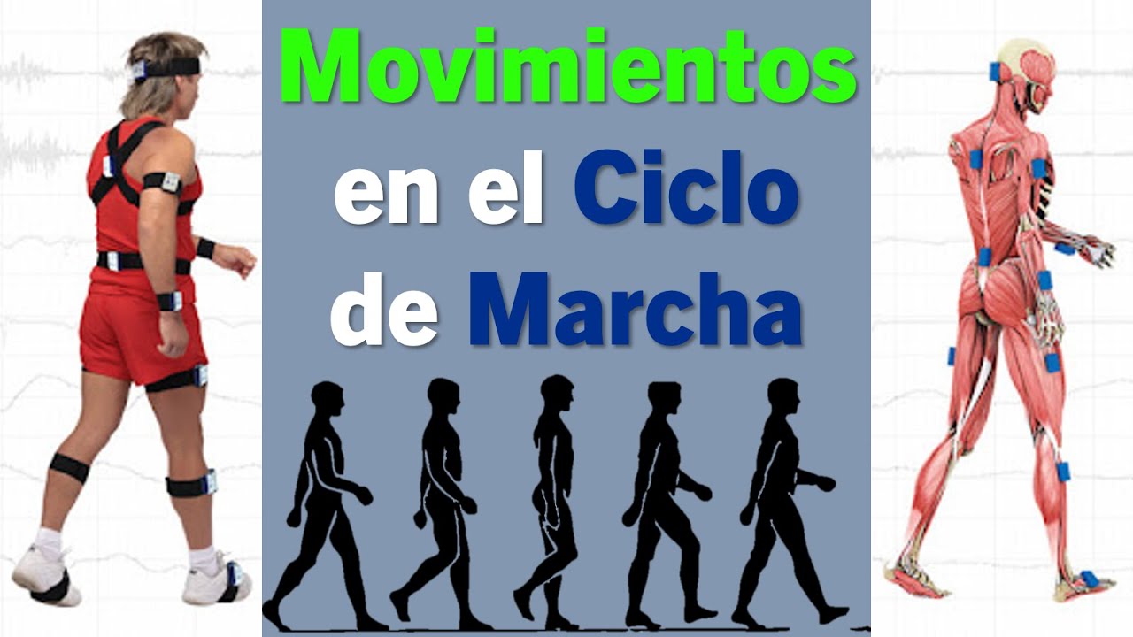Movimientos de Articulaciones en el Ciclo de Marcha