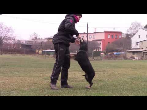 Santo z Jukasu - obedience - 3 months