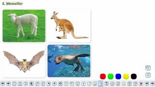 Eğitim Vadisi TYT Biyoloji 8.Föy Canlıların Çeşitliliği ve Sınıflandırılması 2 (Omurgalı Hayvanlar ve Virüsler) Konu Anlatım Videoları