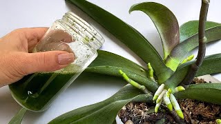 👍 Ich gieße ORCHIDEEN damit nur einmal im Monat! Wurzeln und Blütenstiele werden 500-mal größer