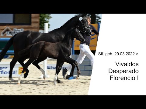 Stf v Vivaldos x Desperado x Florencio I 2022