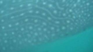 preview picture of video 'swimming with whale sharks in Donsol'