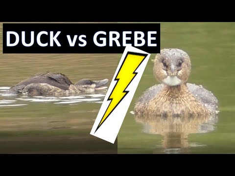 , title : 'DUCK vs GREBE:  Ruddy Duck fighting our Pied-billed Grebe, Coto de Caza (aka ducks fighting)'