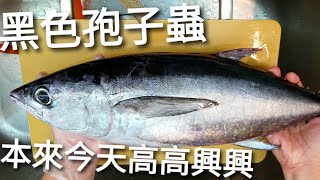[問卦] 「在家做生魚片」是不是蠻猛的？