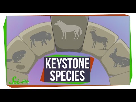 3 Animals That Keep Their Whole Ecosystem Together