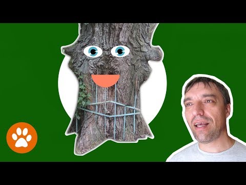 ✅ ПОТРЯСАЮЩЕ! Вросшие в дерево ... ЭТО ДЕРЕВО ЖИВОЕ!?