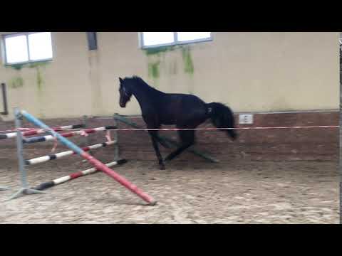 AdagioOrginalCor first free jumping2 by Adagio de Talma from Cardino (Carthago) - Corrado I